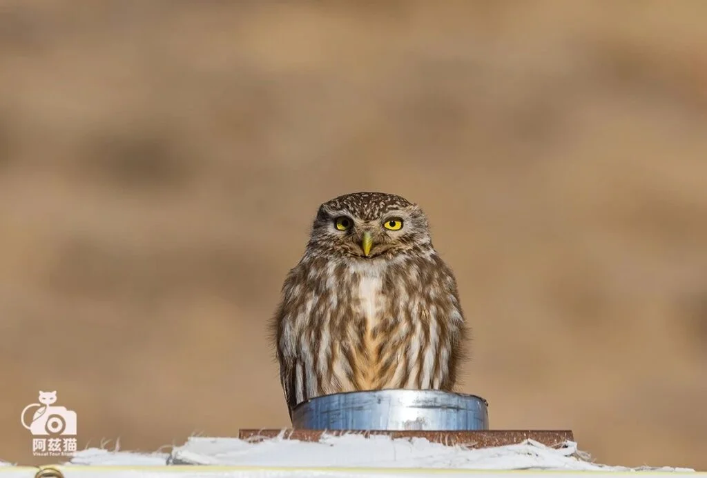 Tibetan Owl