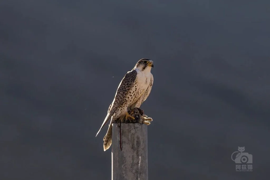 Saker Falcon