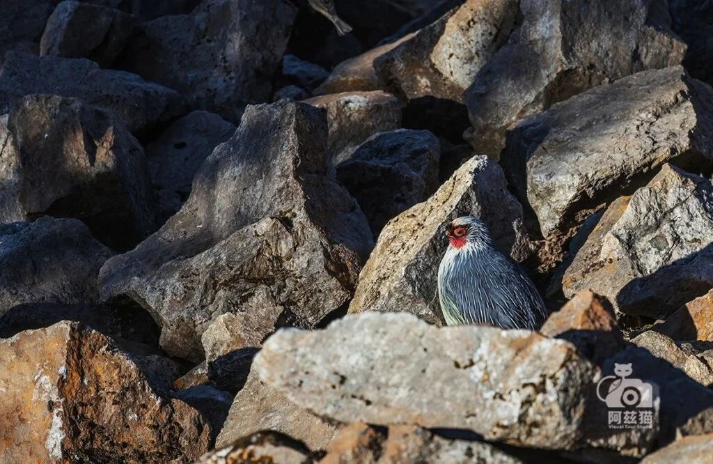 Blood Pheasant