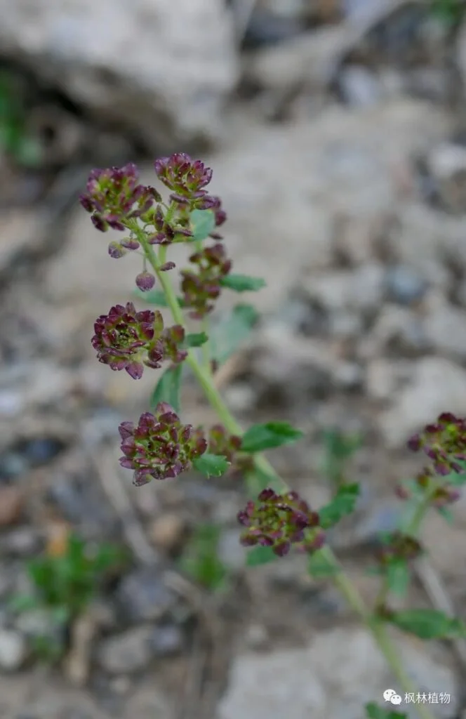 Lepidium Brassicaceae Lepidium genus