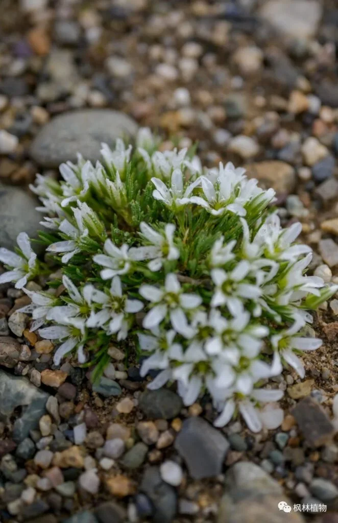 Moss shaped snow ganoderma Caryophyllaceae Laobisu genus