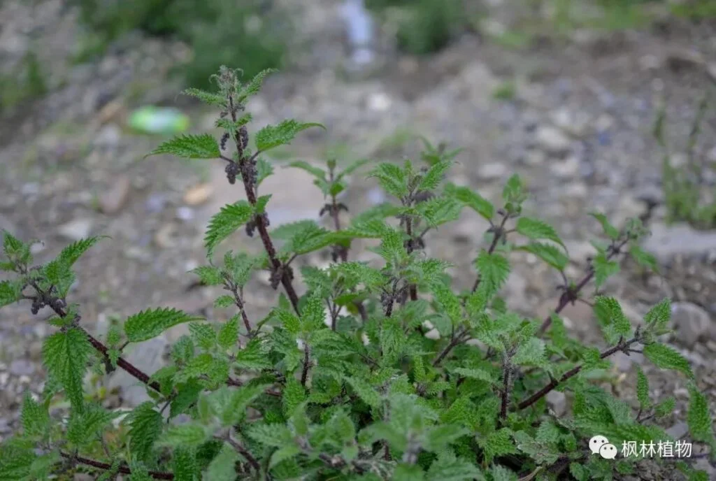 Plateau nettle Urticaceae Urticaceae 