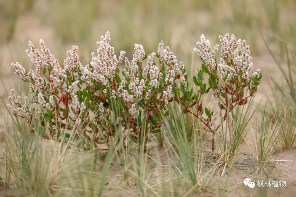 Polygonum Polygonaceae Polygonum genus 