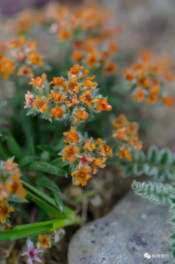 Prunus graminis primulaceae primrose genus 