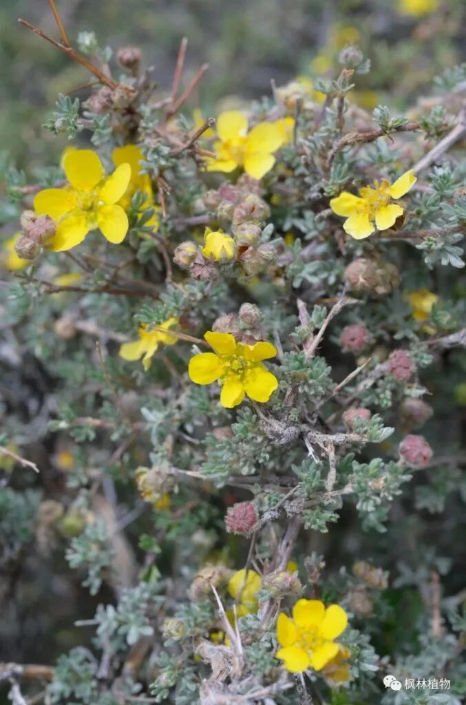 Small leaved goldenrod Rosaceae Potentilla genus 1