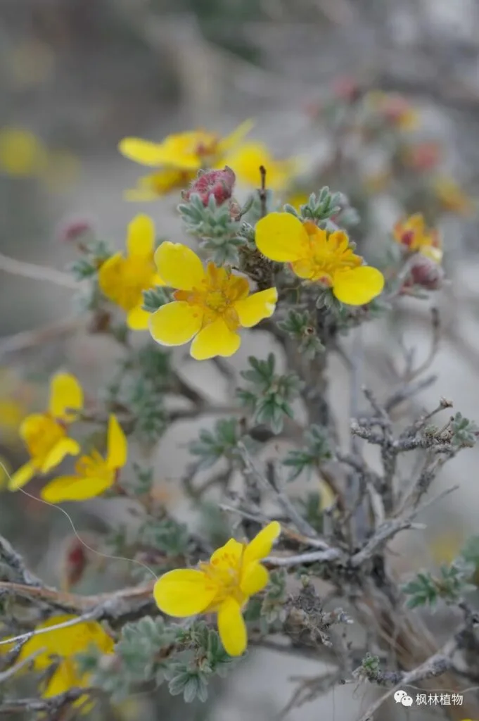 Small leaved goldenrod Rosaceae Potentilla genus