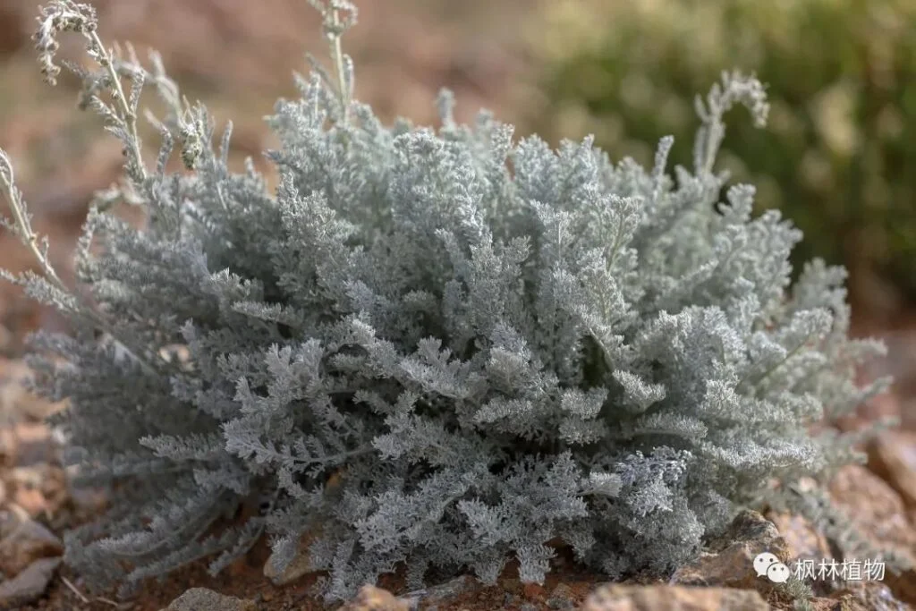 Snowleaf chrysanthemum Asteraceae Senecio genus 
