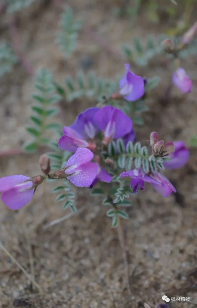 Sparse leaved chickpea Papiaceae chickpea genus 
