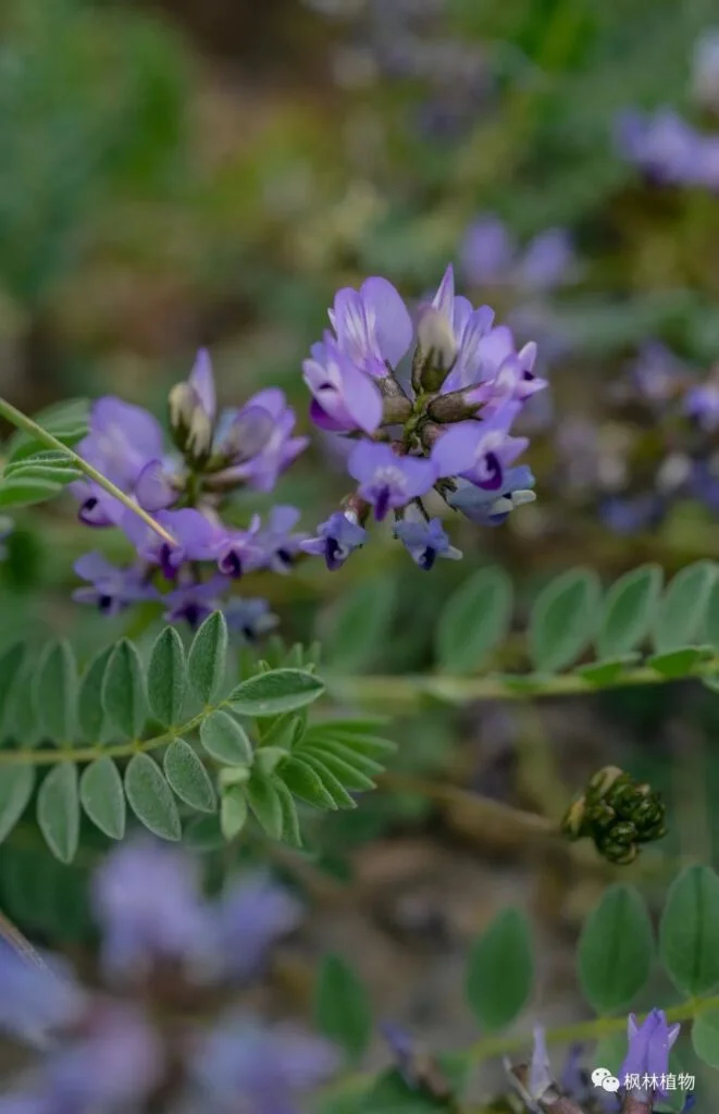 Tibetan beans Fabaceae Tibetan beans