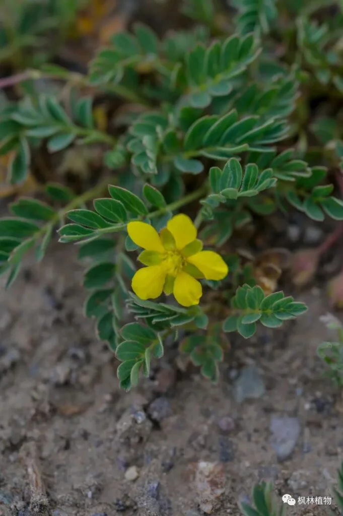 Tribulus terrestris Tribulus family Tribulus genus
