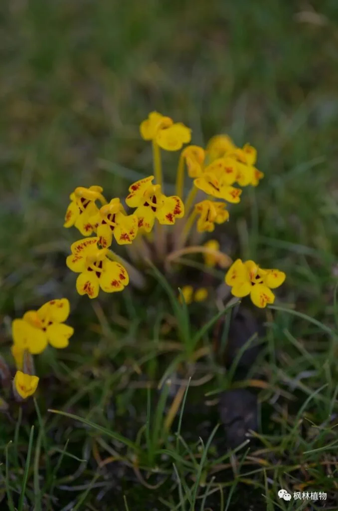 Tubular long flowered Artemisia spp. Scrophageaceae Artemisia genus