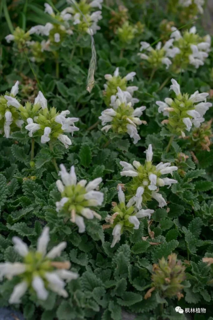 White flowered twig flower Lamiaceae Trichoderma genus