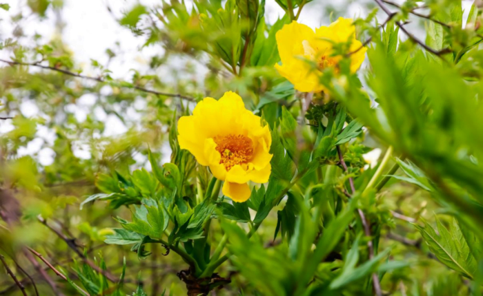Yellow Peony