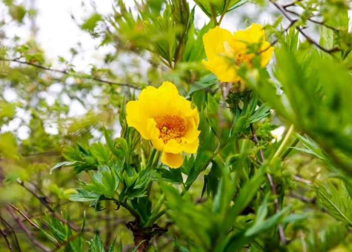 Explore the Alpine Flowers of Tibet: A Botanical Journey
