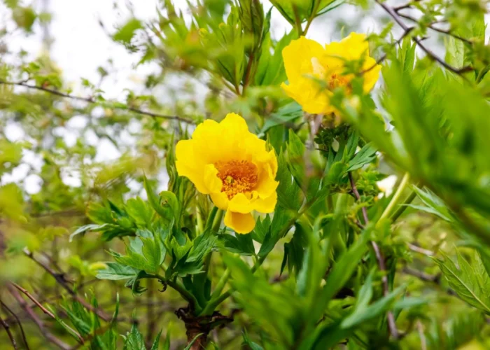 Yellow Peony