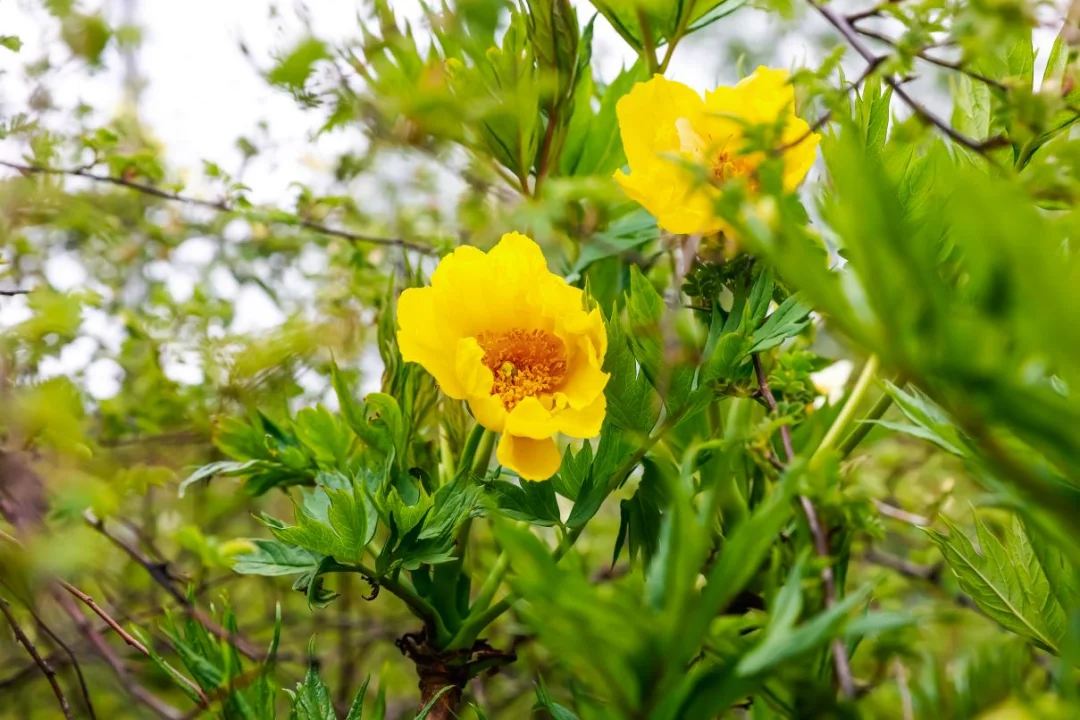 Yellow Peony