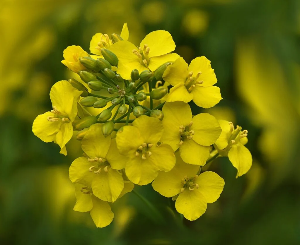 rapeseed flowers 2327023 1280