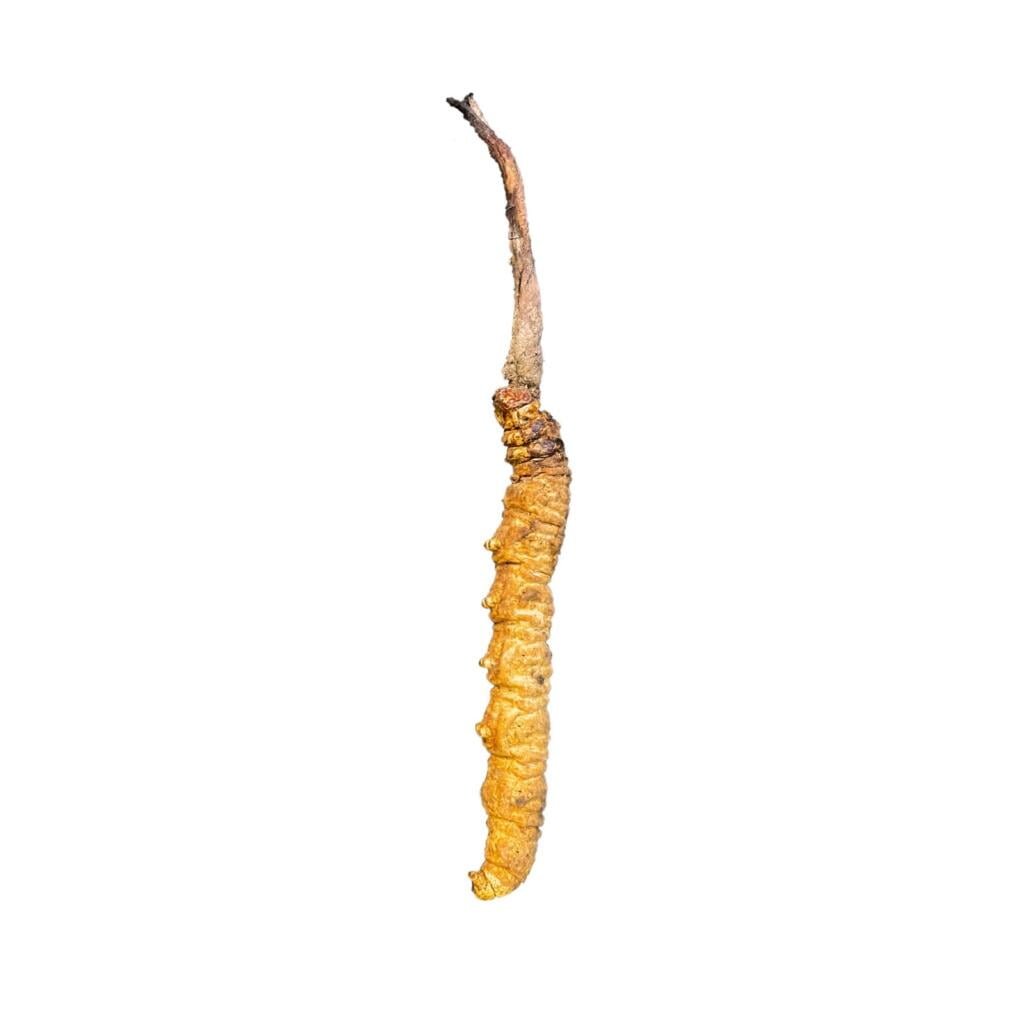 Cordyceps - Tour Travel Tibet: Expert Tibet Tours & Permits