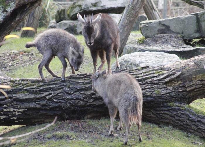 Discover the Dongjiu Tibetan Gazelle Nature Reserve: A Unique Sanctuary in the Himalayas