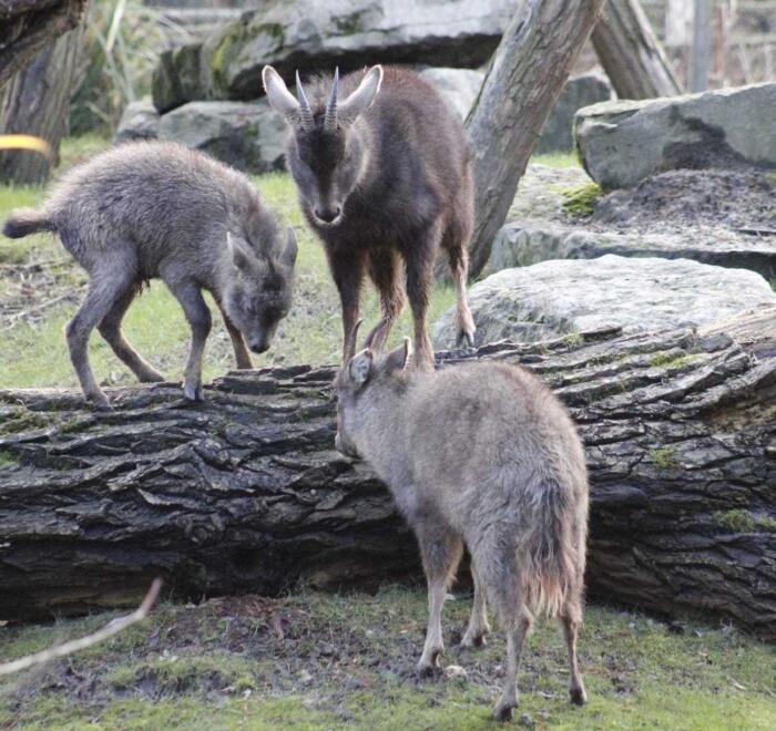 Img_2483 Discover the Dongjiu Tibetan Gazelle Nature Reserve: A Unique Sanctuary in the Himalayas