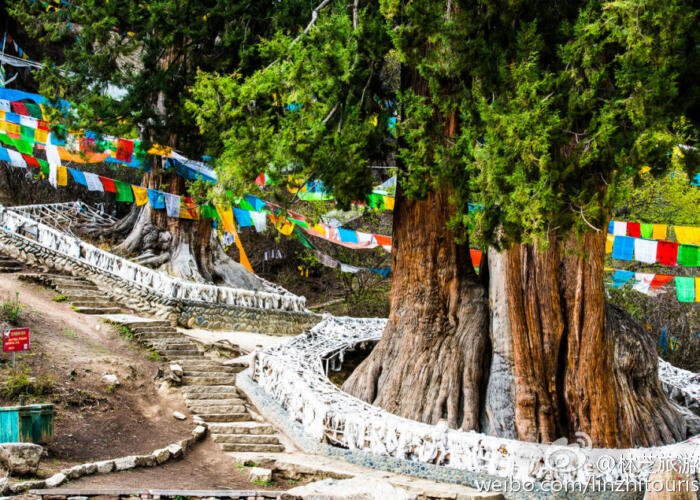 Visit Popular Bachen Ancient Cypress Reserve: A Majestic Forest Sanctuary in Nyingchi