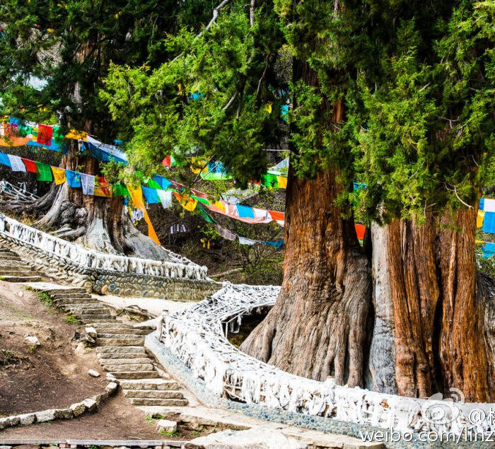 Img_2484 Visit Popular Bachen Ancient Cypress Reserve: A Majestic Forest Sanctuary in Nyingchi