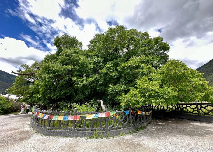 Discover the Famous Bonna Ancient Mulberry Tree: A Living Legend in Nyingchi