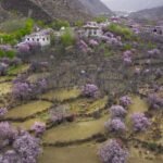 Peach Blossom village Qushui36