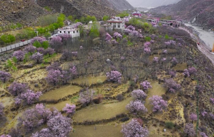 Peach Blossom village Qushui36