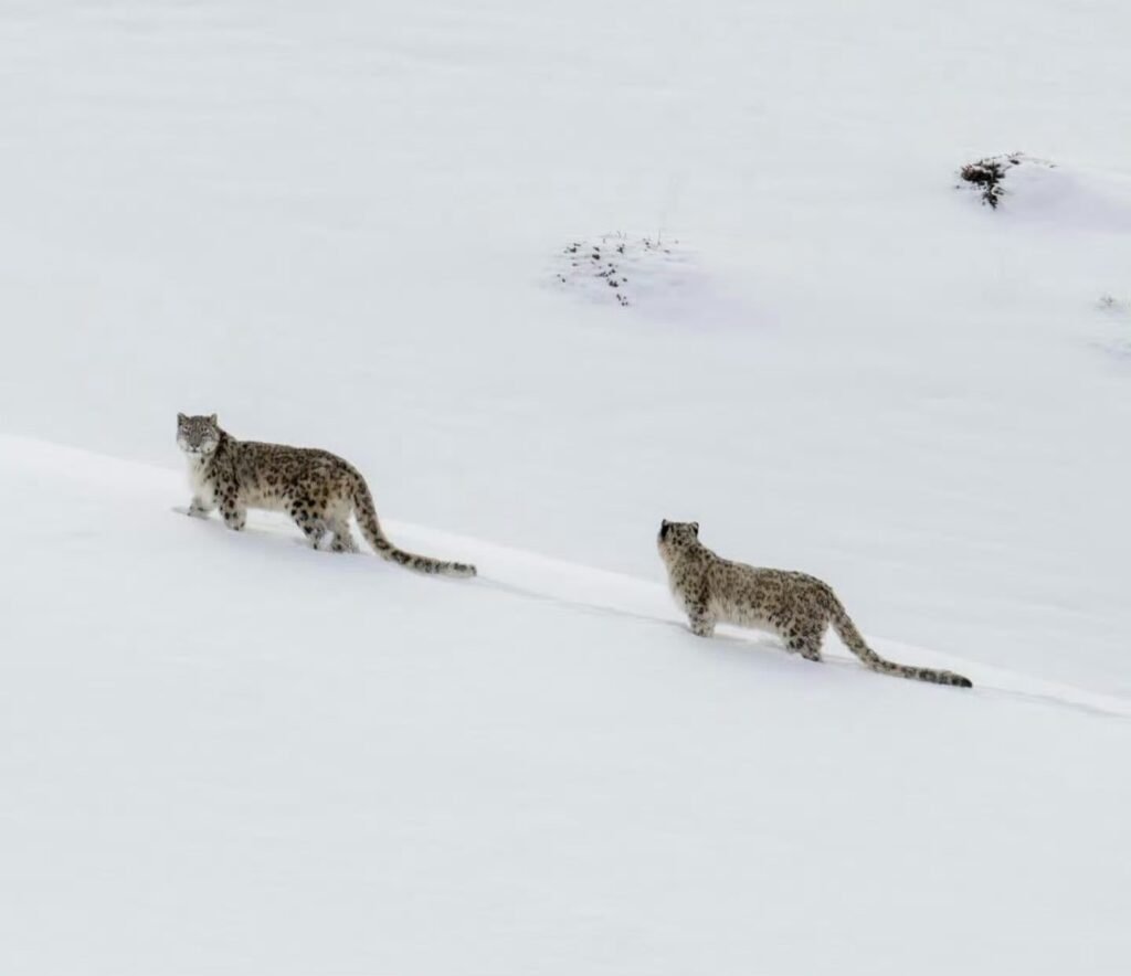 Snow Leopards in Tibet - Tour Travel Tibet: Expert Tibet Tours & Permits