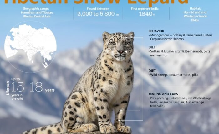 Tibetan Snow Leopard