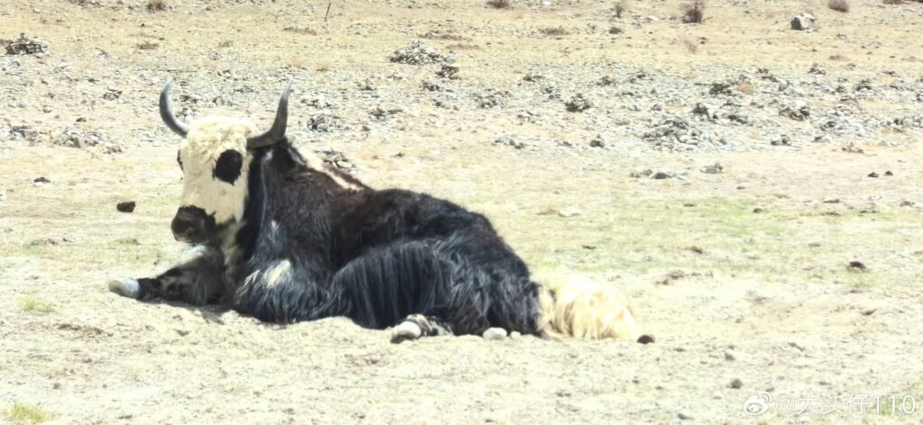 Wild Yak In Northern Grassland Tibet - Tour Travel Tibet: Expert Tibet Tours & Permits