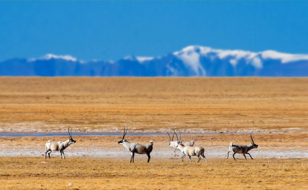 antelope - Tour Travel Tibet: Expert Tibet Tours & Permits