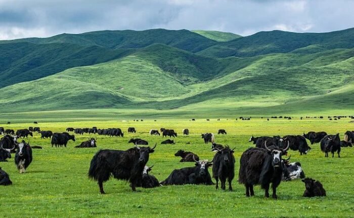 Yak Tibet qinghai plateau21