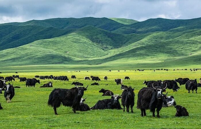 Yak Tibet qinghai plateau21