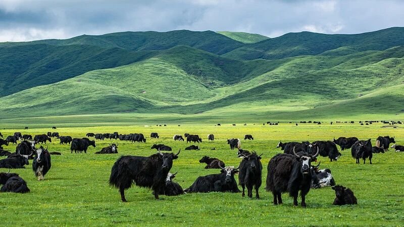 Yak Tibet qinghai plateau21