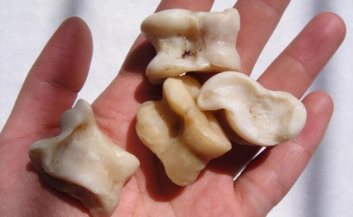 Sheep Knucklebones game