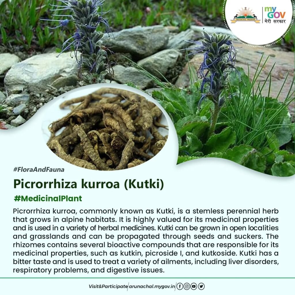 Picrorhiza scrophulariiflora tibet medicine herb - Tour Travel Tibet: Expert Tibet Tours & Permits