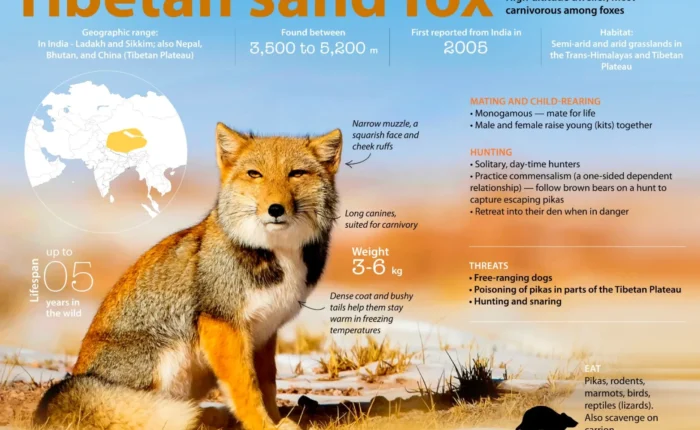 Tibetan Sand fox