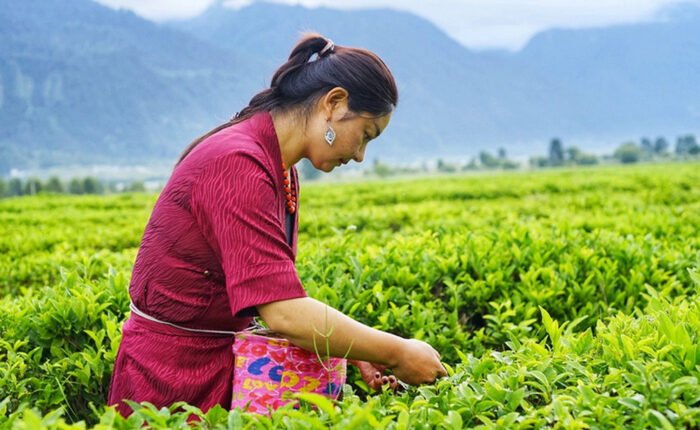 Yigong Tea Plantation girl Tibet