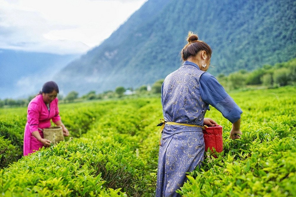 Yigong Tea Plantation in Tibet - Tour Travel Tibet: Expert Tibet Tours & Permits
