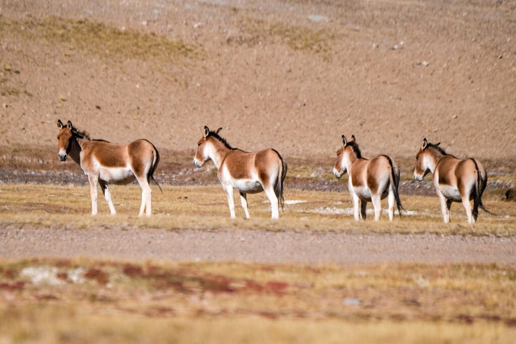 changtang grassland kiang