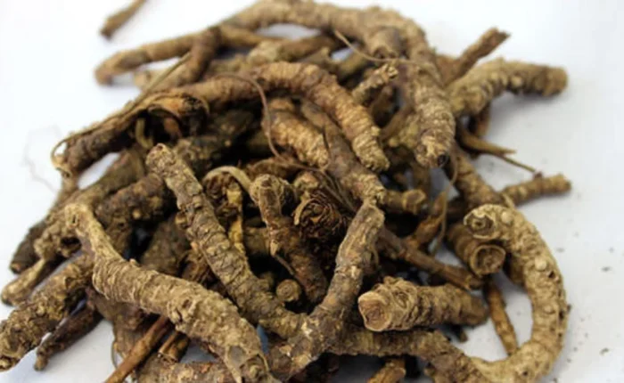 kutki picrorhiza kurroa katuka kuru picroriza picrorhiza scrophulariiflora 1000x1000 1