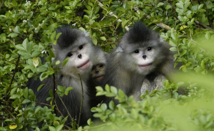 snub Nose Monakey in Tibet scaled