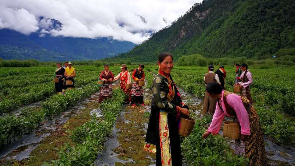 yigong Bomi Tea - Tour Travel Tibet: Expert Tibet Tours & Permits