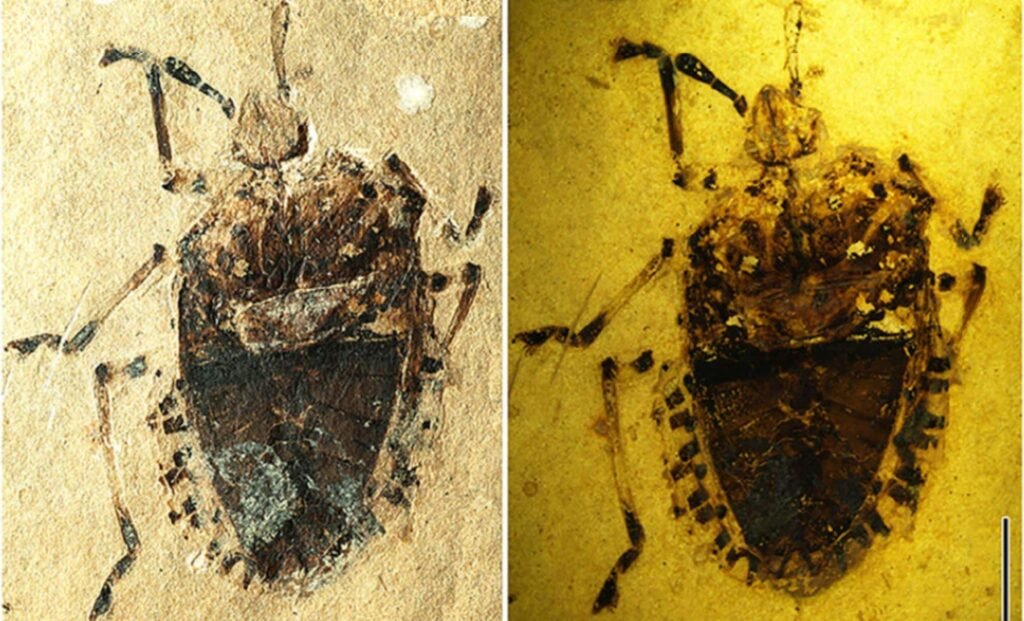 zekuformidae-fossil-excavated-from-lakebed-rocks - Tour Travel Tibet: Expert Tibet Tours & Permits