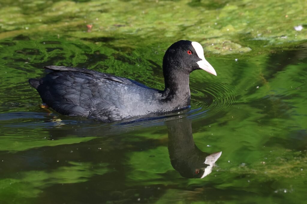 Eurasian Coot 5 - Tour Travel Tibet: Expert Tibet Tours & Permits