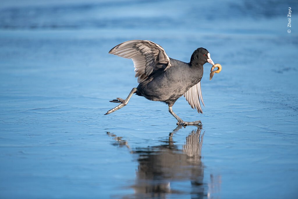Eurasian Coot tibet - Tour Travel Tibet: Expert Tibet Tours & Permits