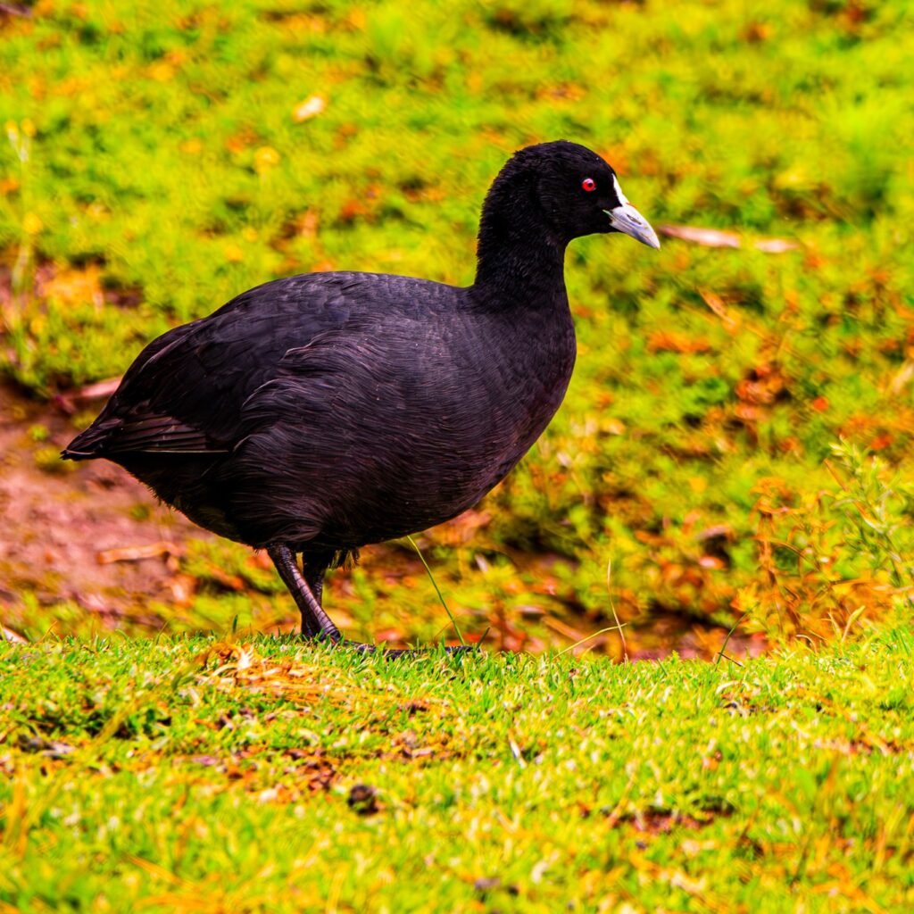 Eurasian Coot tibet 3 - Tour Travel Tibet: Expert Tibet Tours & Permits