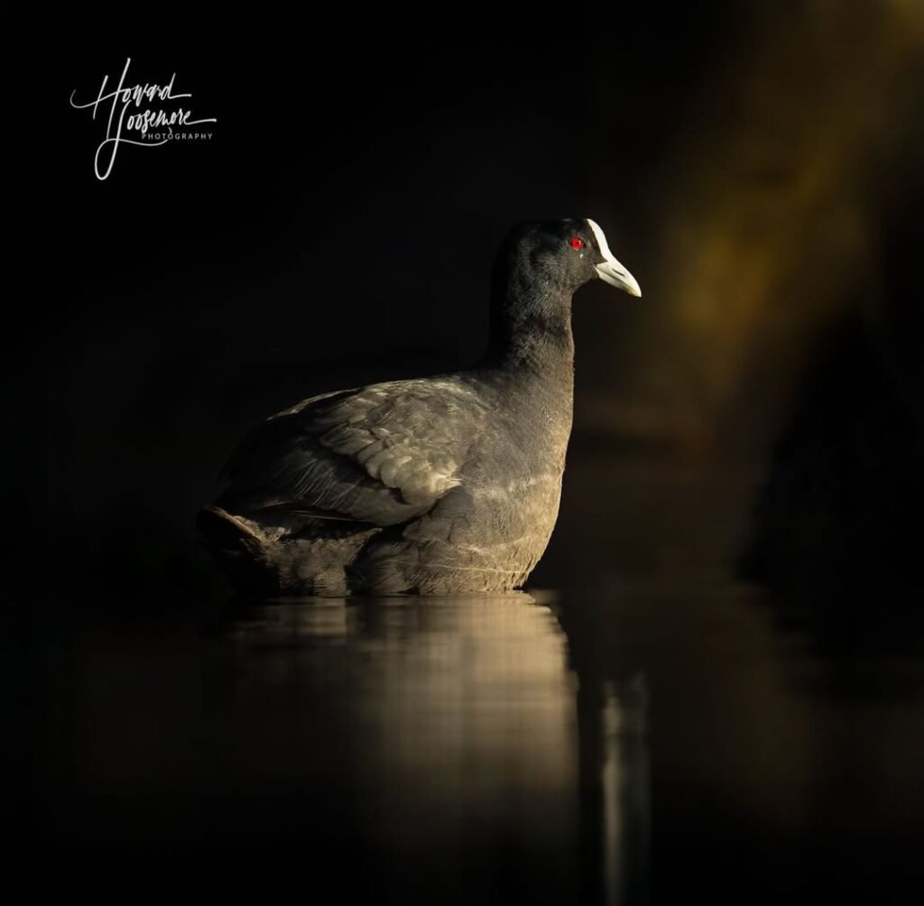 Eurasian Coot tibet 6 - Tour Travel Tibet: Expert Tibet Tours & Permits